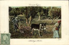 Escenas de la POSTAL de la VENDIMIA y mula árabe estándar del asno del coche