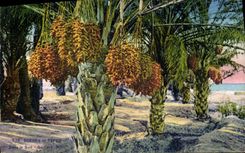 VINTAGE POSTCARD Scenes and Types In the South Date palms