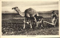 CPA Le Laboureur Tunisie Ane Mule chameau