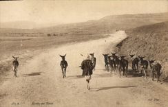 Detalles de la POSTAL de la VENDIMIA en mulas de los asnos del camino