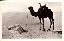 VINTAGE POSTCARD Scenes and Types the Prayer with the desert Camel