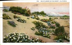 CPA Wild Flowers On The Desert California