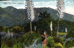 CPA California Yucca n Bloom