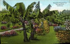CPA Beautiful Banana Tree Bearing Fruit California