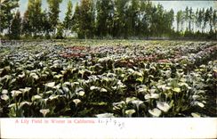 CPA A Lily Field In winter In California