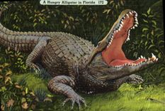 VINTAGE POSTCARD Hungry Alligator In Florida Crocodile has