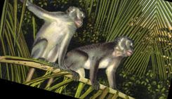 CPA Visit america's Only Monkey Jungle Miles South Of Miami Florida Singes