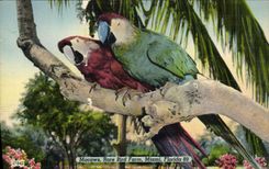 VINTAGE POSTCARD Rare Macaws Bird Miami Florida Parrots Birds
