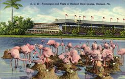 CPA Flamingos And Nests At Hialeah Race Course Hialeah Fla Famants roses Oiseaux
