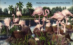 VINTAGE POSTCARD Nesting Flamings At Hialeah Park Miami Florida Pink flamingos Birds