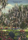 VINTAGE POSTCARD Eastern The Gardens Jacksonville Fla