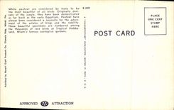 VINTAGE POSTCARD White Pracoks Tropical At Hobbyland Miami Fla Zoo