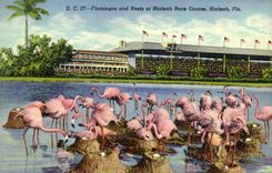 CPA Flamingos And Nests At Hialeah Race Course Hialeah Fla