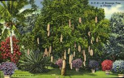 CPA A Sausage Tree in Florida