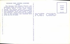 CPA A Sausage Tree in Florida