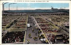 VINTAGE POSTCARD Scene in Sock Yards Kansas City Mo