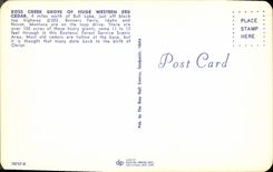 MODERN CARD Ross Creek Grove off Huge Western Red Cedar Montana