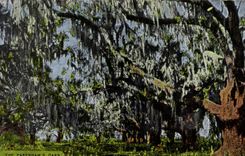 VINTAGE POSTCARD The pakenham' S oaks New Orleans