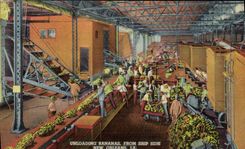 CPA Unloading Bananas From Ship Side New Orleans