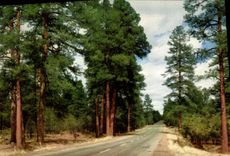 VINTAGE POSTCARD Arizona highway