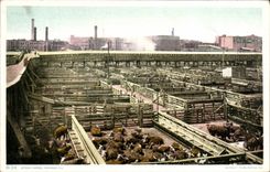 VINTAGE POSTCARD Chicago Stock yards Cows Cattle
