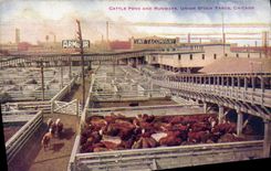 VINTAGE POSTCARD Chicago Cattle Pens and Runways Union Stock Yards Cows Cattle