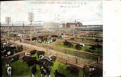 VINTAGE POSTCARD Chicago Union Stock Yards Cows Cattle