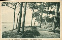 CPA Arcachon Cote d'Argent Sous Bois aux Abatilles
