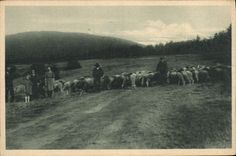 VINTAGE POSTCARD Part Na Radhosti Shepherd Sheep