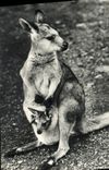 MODERN CARD National committee Of Childhood Which occurred Franklin D Roosevelt Paris Female Kangaroo And its Small Zoo