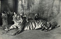 MODERN CARD National committee Of Childhood Which occurred Franklin D Roosevelt Paris Small Tiger-cat And Its Tiger Zoo