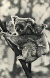 CPM Comite National De L'Enfance Avenue Franklin D Roosevelt Paris Femelle Koala Et Son petit Zoo