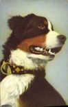 VINTAGE POSTCARD Berner Sennenhund Bernese Herdsman Swiss Mountain Dog Dog