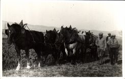 CARTE PHOTO Attelage Cheval Paysans Folklore 