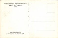 VINTAGE POSTCARD Paris National Museum Of Natural history Botanical garden wintergarden the banana tree Banana