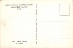 CPA Paris Museum National D'Histoire Naturelle Jardin des Plantes Jardin d'hiver Le papyrus