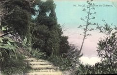 CPA Nice Jardins Du Chateau