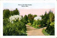 El cortijo del oeste de Boston del puente de Boston de la POSTAL de la VENDIMIA que conecta Boston y el público Cambridge cultivan un huerto