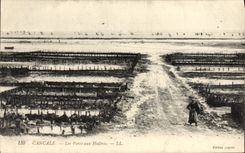 CPA Cancale Les Parcs Aux Huitres Ostreiculture 