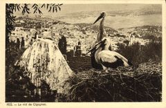POSTAL Fes de la VENDIMIA la jerarquía de los pájaros de las cigüeñas