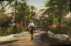 VINTAGE POSTCARD Road In the Oasis Camel