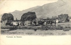 VINTAGE POSTCARD Trabajos de Campo Coach Spain Oxen