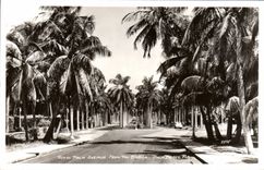 CPA Royal Palm avenue From The Bridge Palm Beach Fla
