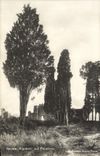 Palatino del sul de Roma Cipressi de la POSTAL de la VENDIMIA