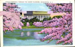 CPA Lincoln Memorial Through The Cherry Blossoms Washington D C