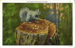 VINTAGE POSTCARD The Pennsylvania Nut Cracker Squirrel