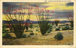 CPA Ocotillo In Bloom On The Desert