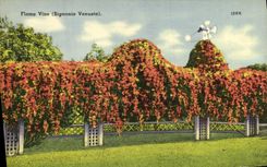 CPA Flame Vine Bignonia Venusta