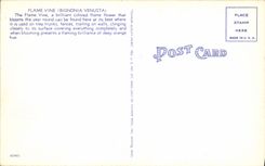 VINTAGE POSTCARD Flame Fortifies Bignonia Venusta