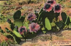 VINTAGE POSTCARD Blossoms Of The Opuntia Cactus has Variety off the Prickly Pear
